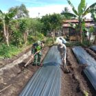 Ket foto: Sertu Aan Puji S. bersama warga membantu memasang mulsa pada lahan tanaman cabai milik warga , Selasa (8/9/2026).Dok:Ist