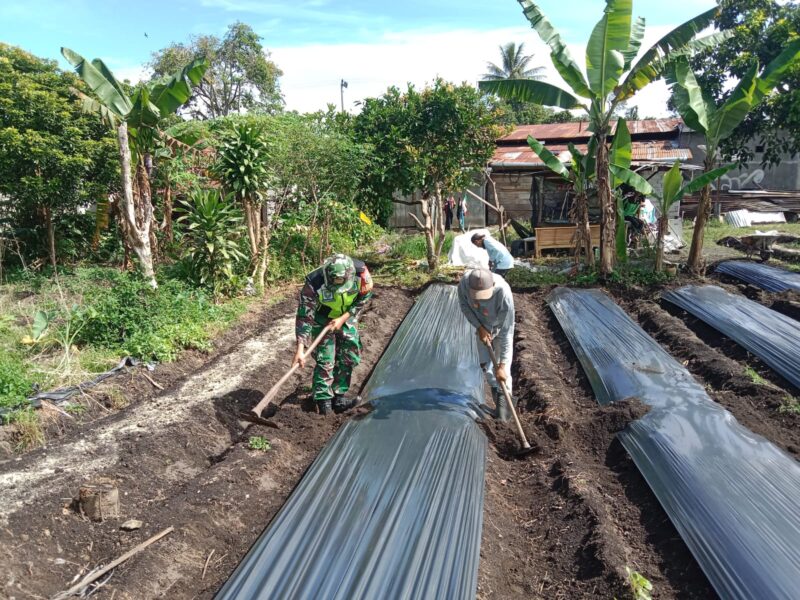 Ket foto: Sertu Aan Puji S. bersama warga membantu memasang mulsa pada lahan tanaman cabai milik warga , Selasa (8/9/2026).Dok:Ist