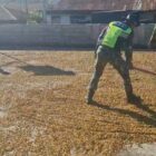 Keterangan Foto: Babinsa Koramil 10/Celala Kopka Rajasah, membantu warga menjemur kopi di Desa Kuyun Toa, Senin (21/9/2026).dok:Ist