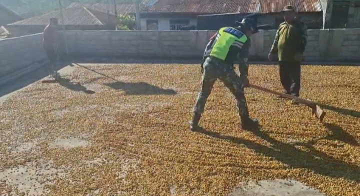 Keterangan Foto: Babinsa Koramil 10/Celala Kopka Rajasah, membantu warga menjemur kopi di Desa Kuyun Toa, Senin (21/9/2026).dok:Ist 