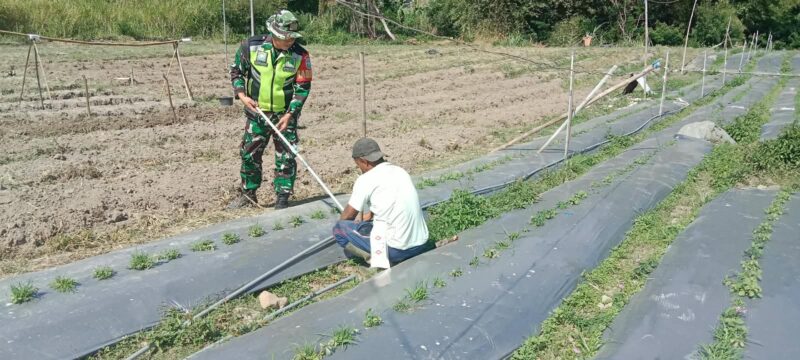 Babinsa Koramil 09/Ketol Sertu Aan Puji S membantu pemasangan pipa saluran air untuk penyiraman tanaman cabai, Selasa (22/9/2026).dok:Ist
