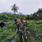 Babinsa Koramil 09/Ketol Serka Heri Purwanto membantu warga memetik cabai merah milik Bambang di Desa Buter, Kecamatan Ketol, Kabupaten Aceh Tengah, Rabu (23/9/2026).dok:Ist