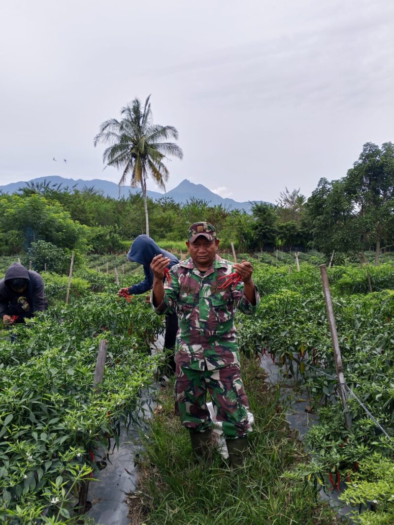 Babinsa Koramil 09/Ketol Serka Heri Purwanto membantu warga memetik cabai merah milik Bambang di Desa Buter, Kecamatan Ketol, Kabupaten Aceh Tengah, Rabu (23/9/2026).dok:Ist