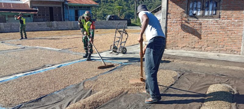 Babinsa Koramil 10/Celala Koptu Serikandi membantu warga jemur kopi di Desa Melala dalam kegiatan Hanpangan, Kamis (24/9/2026).dok:Ist