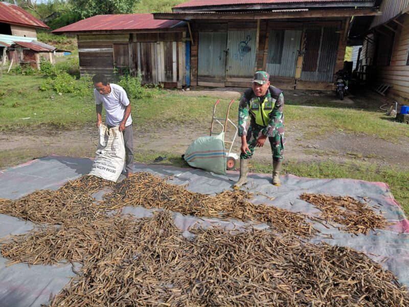 Babinsa Koramil 05/Linge Sertu Triyanto membantu warga Desa Kute Riyem dalam kegiatan penjemuran kacang merah, Kamis (24/9/2026).dok:Ist