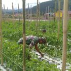 Babinsa Koramil 06/Jagong Serka Zulil Fazri melaksanakan kegiatan ketahanan pangan bersama warga binaan, Sabtu (26/9/2026).dok:Ist