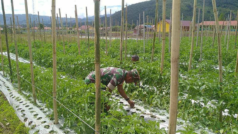 Babinsa Koramil 06/Jagong Serka Zulil Fazri melaksanakan kegiatan ketahanan pangan bersama warga binaan, Sabtu (26/9/2026).dok:Ist