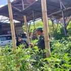 Babinsa Koramil 02/Bebesen Sertu Deni mendampingi warga merawat tanaman tomat di Desa Kala Kemili, Selasa (29/9/2026).dok:Ist