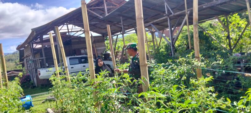 Babinsa Koramil 02/Bebesen Sertu Deni mendampingi warga merawat tanaman tomat di Desa Kala Kemili, Selasa (29/9/2026).dok:Ist
