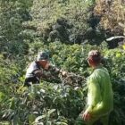 Babinsa Koramil 07/Atu Lintang Kopka Winarto mendampingi petani saat melakukan pemanenan buah kopi, Rabu (30/9/2026).dok:Ist