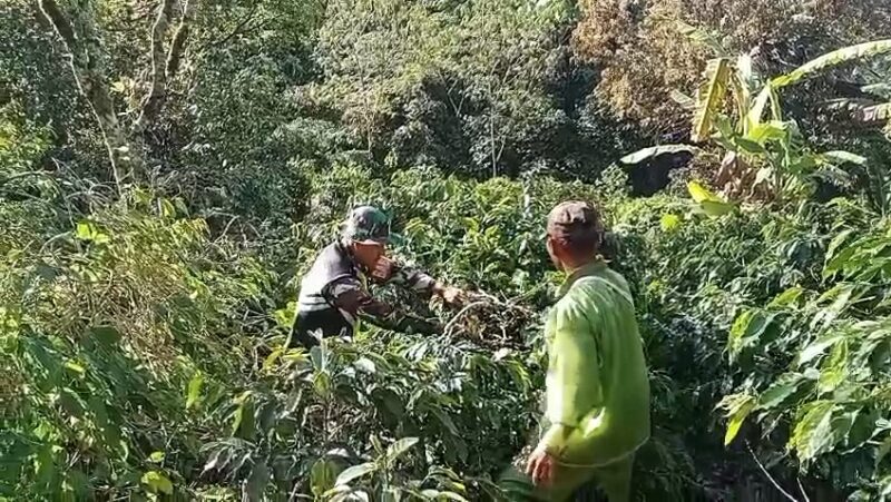 Babinsa Koramil 07/Atu Lintang Kopka Winarto mendampingi petani saat melakukan pemanenan buah kopi, Rabu (30/9/2026).dok:Ist