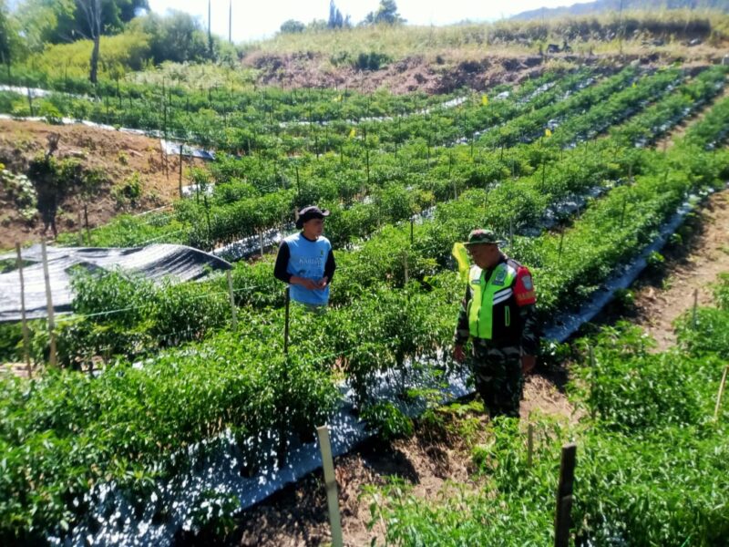 Serda Arius Kurniawan mendampingi petani cabai di Desa Antara, Kecamatan Linge, Kabupaten Aceh Tengah, Sabtu (3/10/2026).dok:Ist