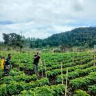 Babinsa Koramil 02/Bebesen Kodim 0106/Aceh Tengah, Sertu Hairuddin, melaksanakan kegiatan ketahanan pangan (Hanpangan) di Desa Bahgie, Jumat (9/10/2026).dok:Ist