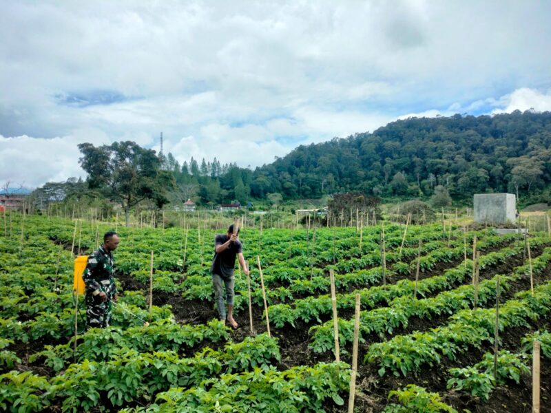 Babinsa Koramil 02/Bebesen Kodim 0106/Aceh Tengah, Sertu Hairuddin, melaksanakan kegiatan ketahanan pangan (Hanpangan) di Desa Bahgie, Jumat (9/10/2026).dok:Ist