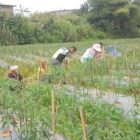 Babinsa Koramil 10/Celala, Kopka Rajasah, membantu warga melakukan penyiangan rumput liar di sekitar tanaman cabai di Desa Sepakat, Minggu (11/10/2026).dok: Ist
