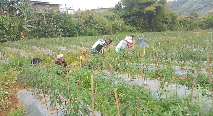 Babinsa Koramil 10/Celala, Kopka Rajasah, membantu warga melakukan penyiangan rumput liar di sekitar tanaman cabai di Desa Sepakat, Minggu (11/10/2026).dok: Ist 