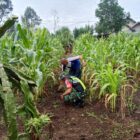 Babinsa Koramil 02/Bebesen, Koptu Mirda, melaksanakan kegiatan perawatan tanaman jagung, Kamis (15/10/2026).dok:Ist