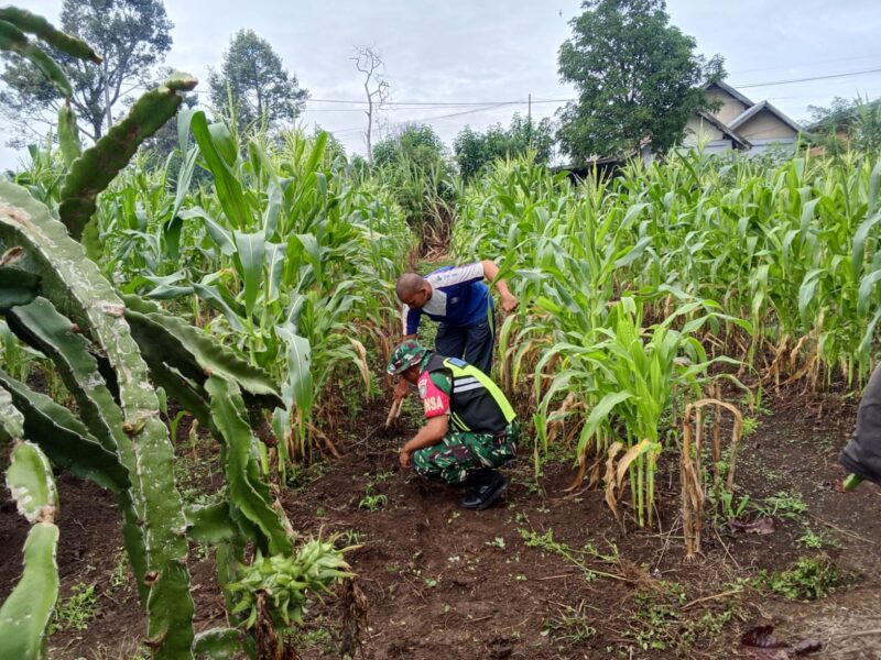 Babinsa Koramil 02/Bebesen, Koptu Mirda, melaksanakan kegiatan perawatan tanaman jagung, Kamis (15/10/2026).dok:Ist