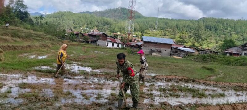 Sertu Yogi Arsadi membantu masyarakat mengolah sawah menjelang musim tanam padi di Desa Kute Baru, Selasa (20/10/2026).dok:Ist