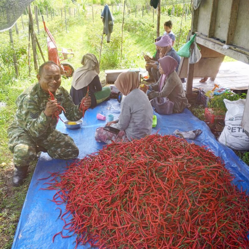 Babinsa Koramil 09/Ketol Kodim 0106/Aceh Tengah, Serka Heri P., membantu Bapak Triono memanen cabai merah keriting di Desa Buter, Kamis (22/10/2026).dok:Ist