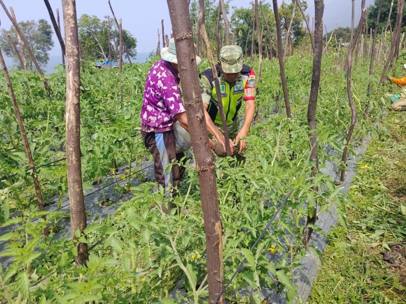 Sertu Arif Fahmi bersama masyarakat melakukan perawatan tanaman tomat di lahan pertanian warga, Sabtu (24/10/2026).dok:Ist